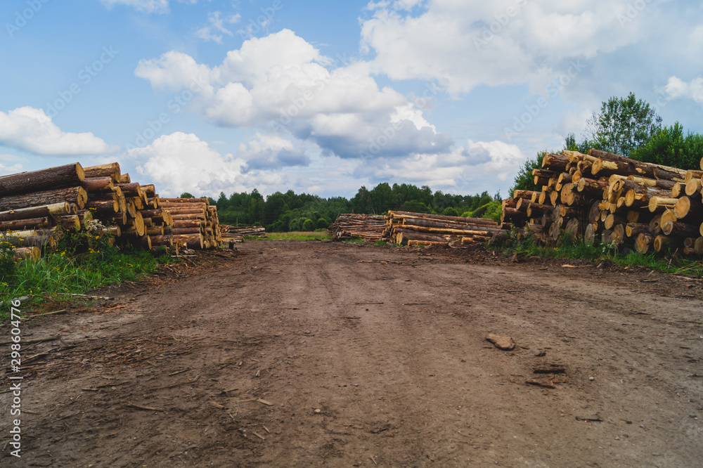 Wooden logs in the forest. chopped tree logs stack. nature landscape