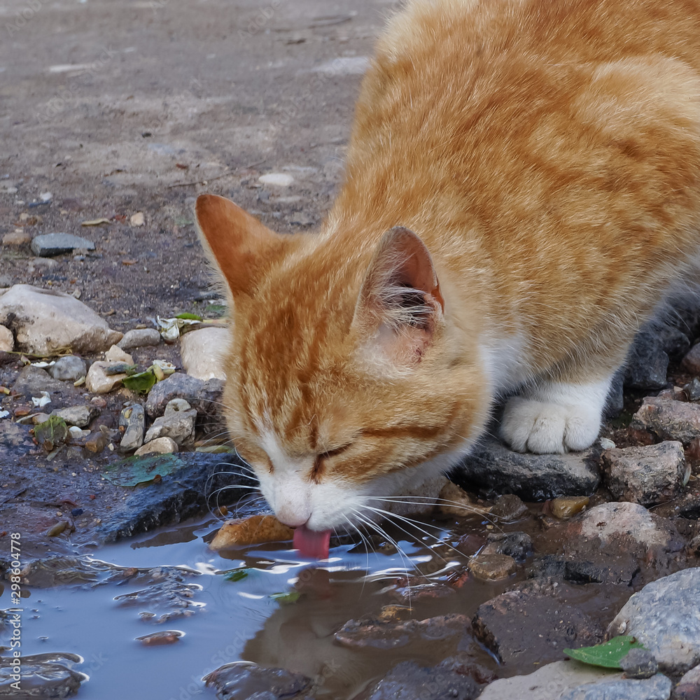 Cat Drinking Water with Straw · Free Stock Photo