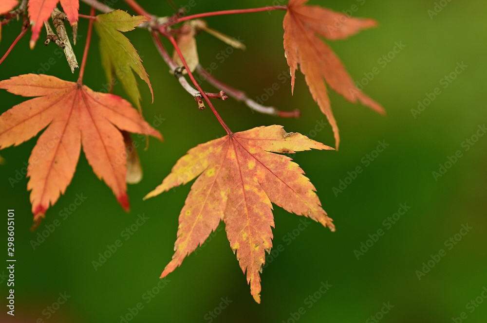 Autumn walk on the banks of Lake Kawaguchi