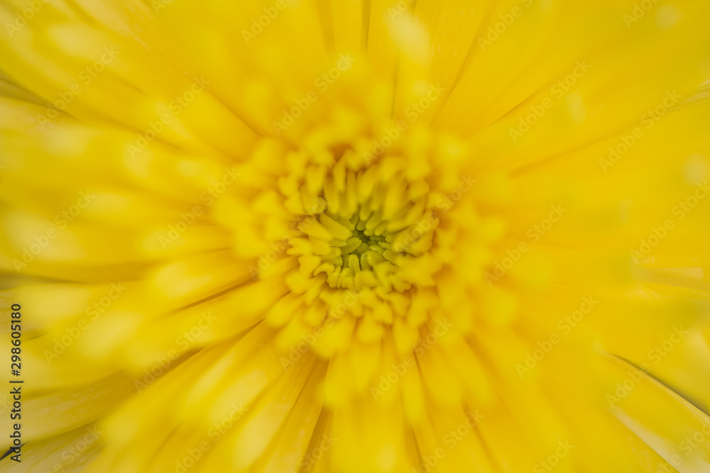 Close up of flower Close up of flower