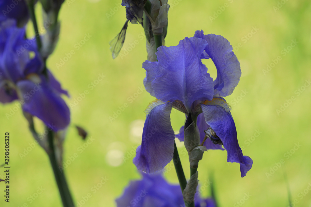 Iris Wallpaper HD Stock Photo | Adobe Stock