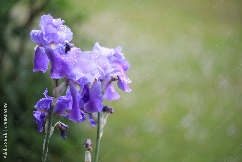 Iris Wallpaper HD Stock Photo | Adobe Stock