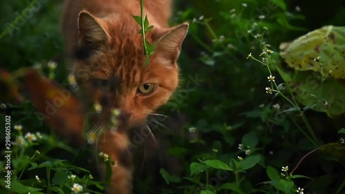 Low angle exreme close-up slow motion shot of a ginger cat stepping cautious towards camera