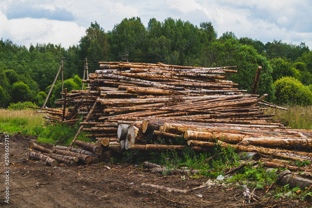 Wooden logs in the forest. chopped tree logs stack. nature landscape Wooden logs in the forest. chopped tree logs stack. nature landscape