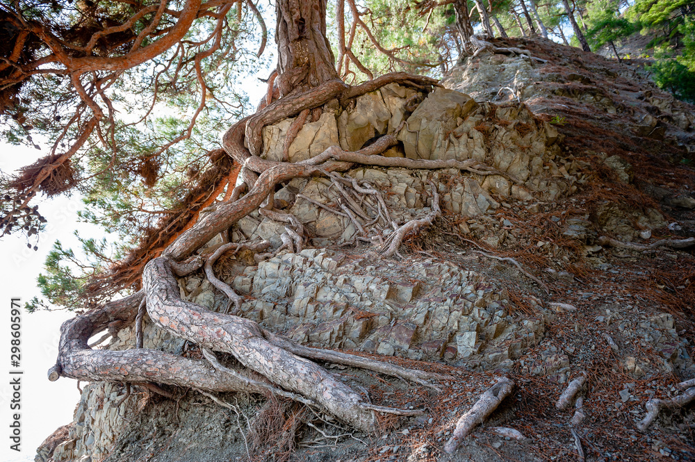 Roots of tree through the rocks