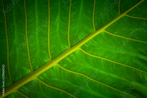 Elephant ears leaf close-up picture  Colocasia leaves