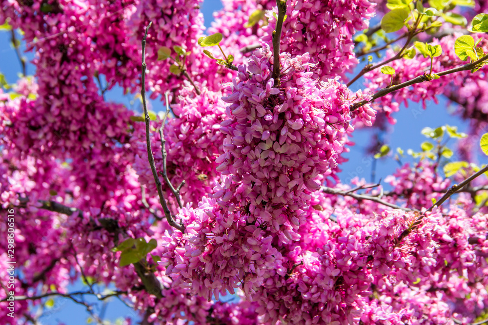 chinesischer judasbaum mit pinken kleinen Blüten