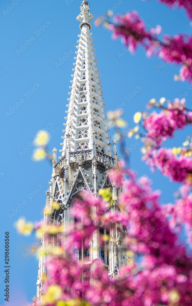 Fototapeta premium chinesischer judasbaum vor der Votivkirche in Wien