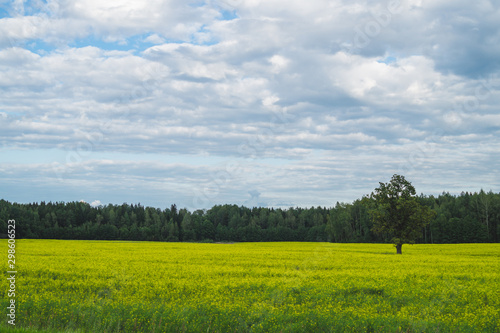 Green meadow with lonely tree and yellow plants