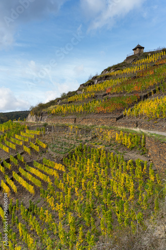 The golden autumn on the red wine trail in the Ahr valley