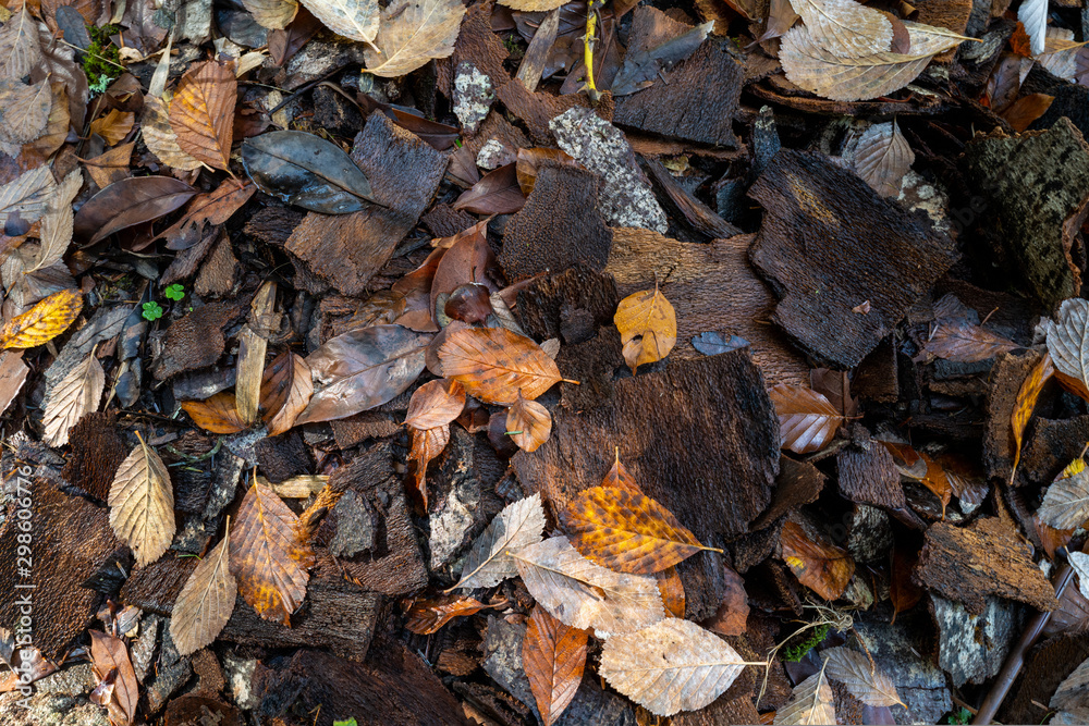 écorce et feuilles mortes au sol