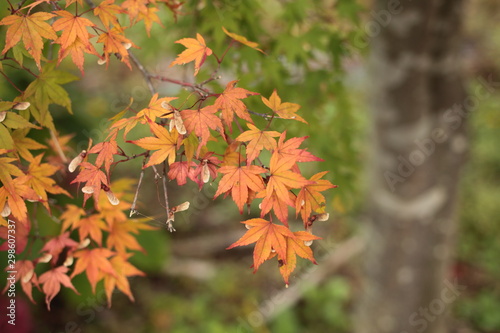 Autumn walk on the banks of Lake Kawaguchi