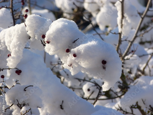 snow on tree