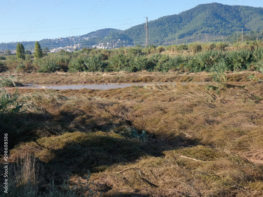 Cañas y cañamerales en el río Llobregat Cañas y cañamerales en el río Llobregat