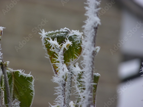 frost on flower