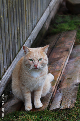 Red cat sits on the street in autumn