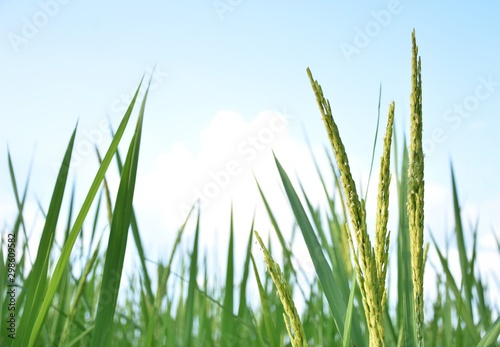 thai rice plants in the period of soft grains in the rice fields and clear blue skies
