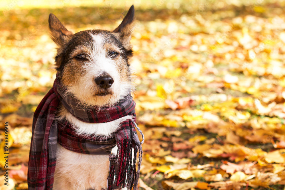 Dog in the fall, a cute puppy with a scarf is sitting in the colorful leaves in the park outside. Romantic contented dog gets sun rays in golden autumn. Copy Space Dog in the fall, a cute puppy with a scarf is sitting in the colorful leaves in the park outside. Romantic contented dog gets sun rays in golden autumn. Copy Space