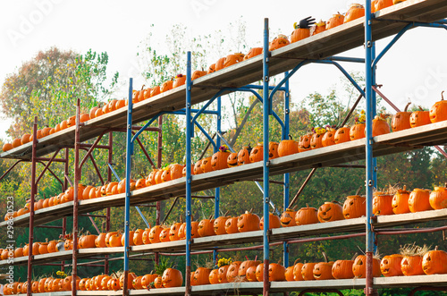 Many carved pumpkins exposed on the street as decoration for Halloween.  Seasonal Halloween decorations 