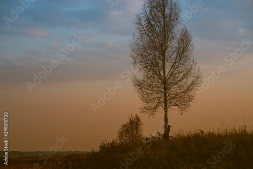 Silhouette of person on the bicycle staying under the birch tree at sunset