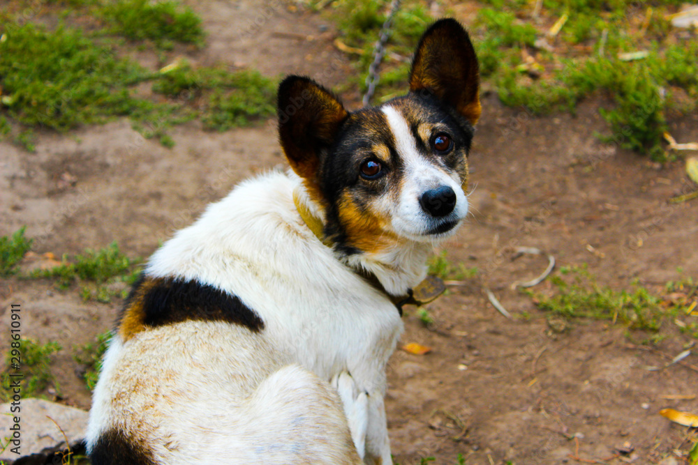 portrait of a dog portrait of a dog