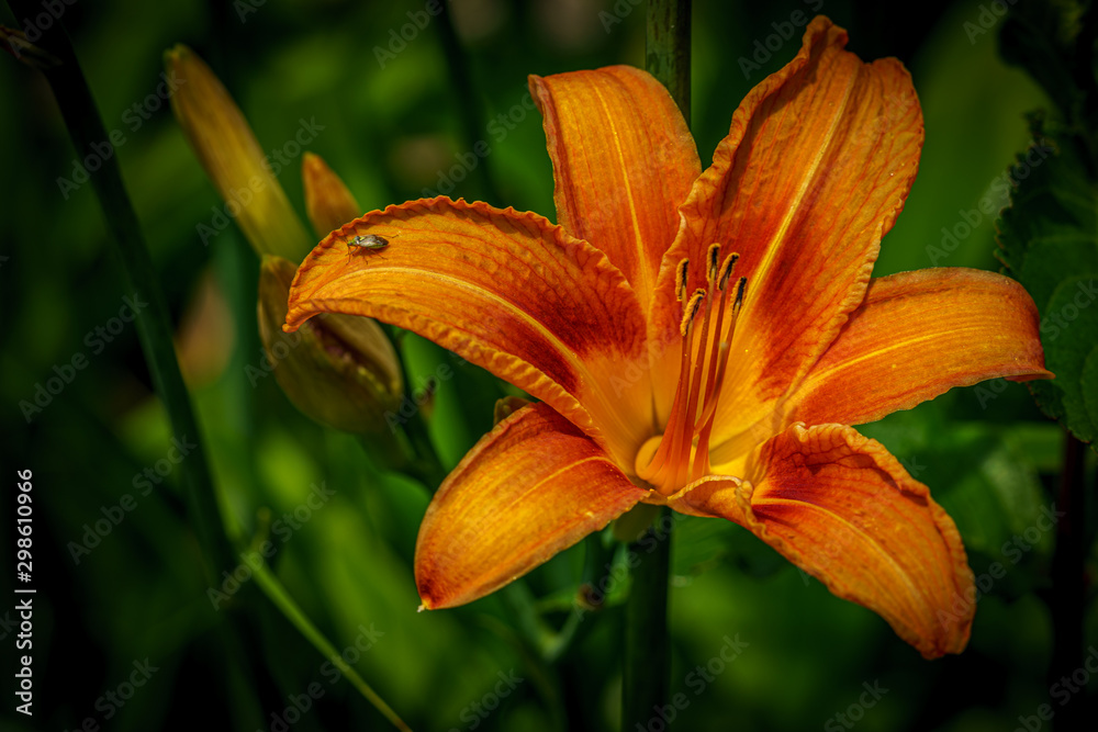 Obraz premium Orange lily flower