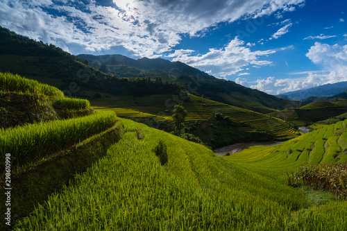 Rice terrace, harvest season in Mu Cang Chai, Yen Bai Province, Vietnam photo