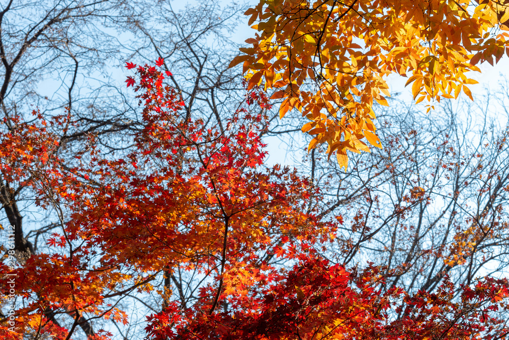 Look up view of colorful leaves of autumn season and blue sky.