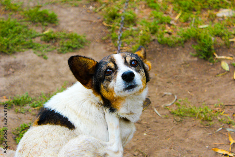 dog in park dog in park