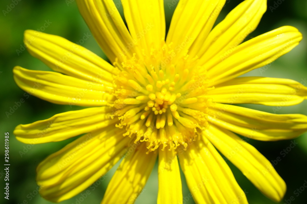 Close up of beautiful flower with nature background. The image contain certain grain or noise and soft focus. Close up of beautiful flower with nature background. The image contain certain grain or noise and soft focus.