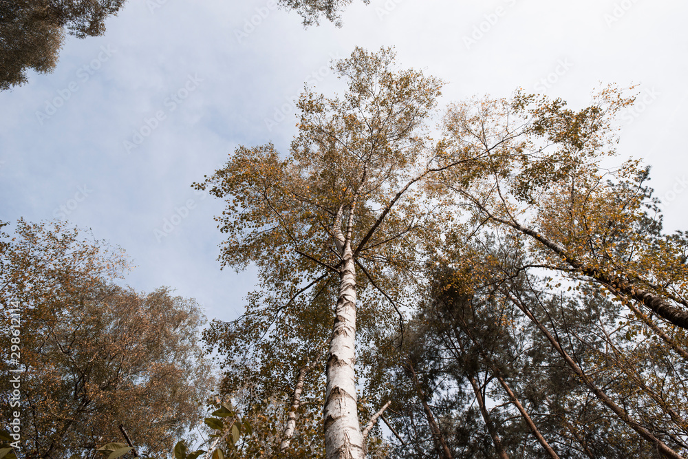 Obraz premium Herbstliche Birken bäume