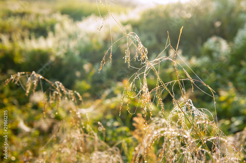 Wallpaper Mural Morning dew and sunrise. Dew drops on the grass. Torontodigital.ca