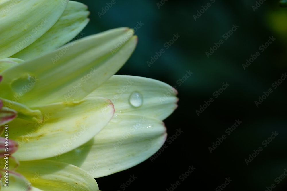 Fototapeta premium Close up of beautiful flower with nature background. The image contain certain grain or noise and soft focus.