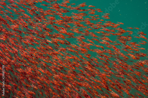 small lobster krill swarm in blue sea water 