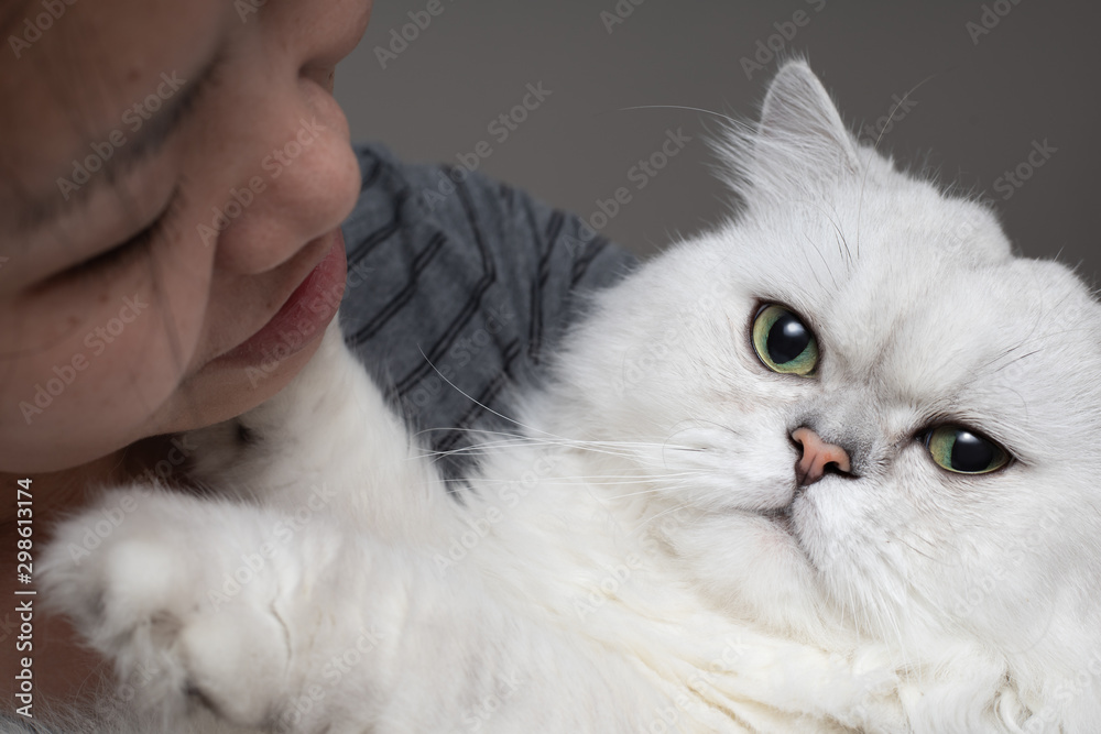 Close up portrait of Asian girl hugging cute white Persian Chinchilla cat