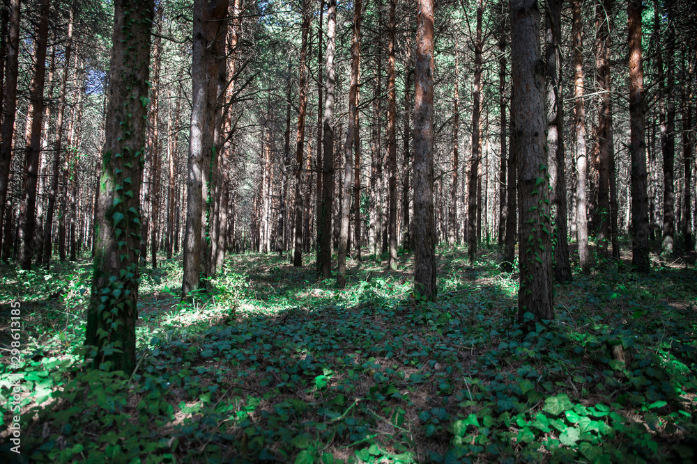Forest Trees with Sunlight Pouring through Tree Branches at Sunset in the Woods Forest Trees with Sunlight Pouring through Tree Branches at Sunset in the Woods