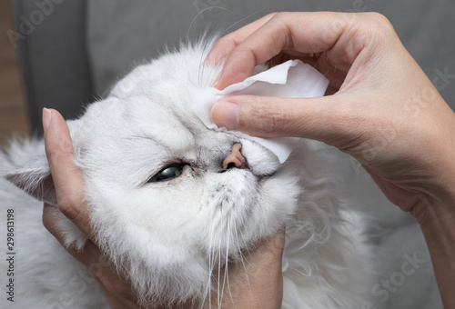 Cleaning Persian Chinchilla Cat's eyes with cotton pad. Cat's Eyes Healthy. Prevention of eyes's problem photo