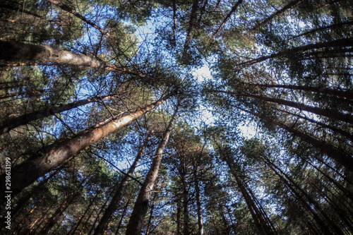 Beautiful daytime landscape in pine forest in Azebraijan. Fish-eye lens shot © zef art