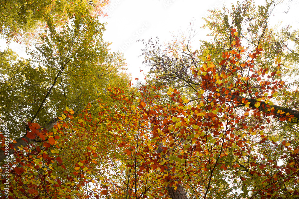 Herbstlaub vor Himmel