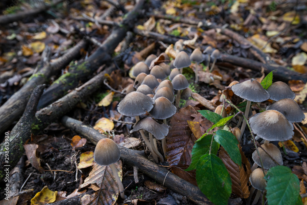 Obraz premium Knopfstieliger Büschelrübling (Collybia confluens)