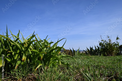 la vida en el campo