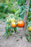 Tomato bush with ripening berries tied to a wooden branch support. Harvest tomatoes organic vegetables garden bed. selective focus