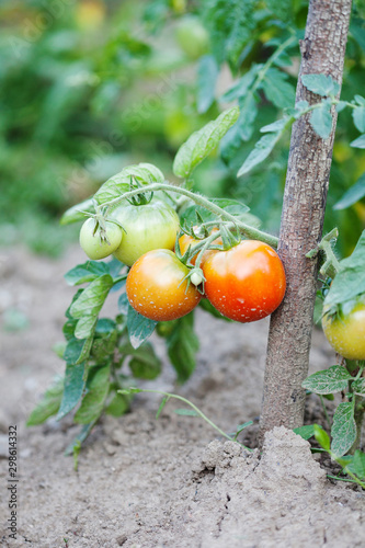 Tomato bush with ripening berries tied to a wooden branch support. Harvest tomatoes organic vegetables garden bed. selective focus