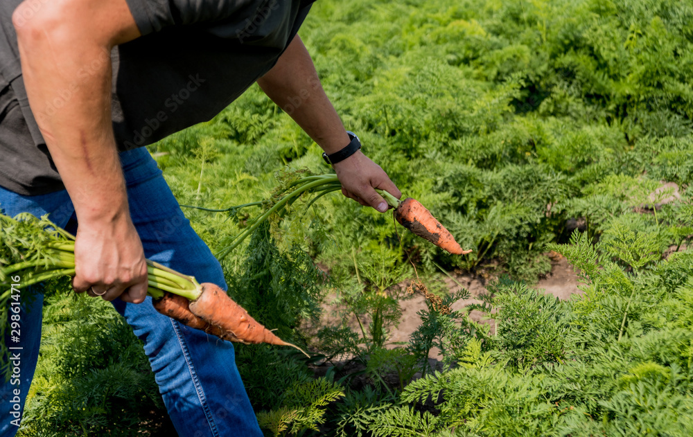 Obraz premium Growing organic carrots. Carrots in the hands of a farmer. Freshly harvested carrots. Autumn harvest. Agriculture.