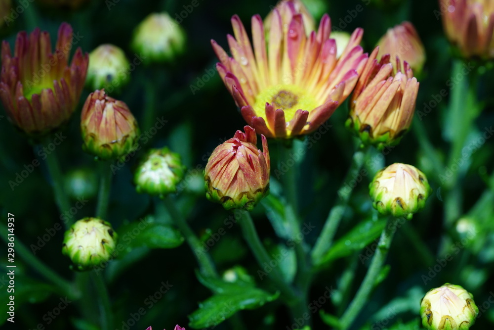 Close up of beautiful flower with nature background. The image contain certain grain or noise and soft focus. Close up of beautiful flower with nature background. The image contain certain grain or noise and soft focus.