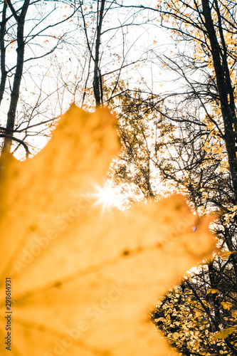 autumn leaves on tree in the sun 