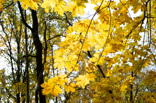 autumn leaves on a tree