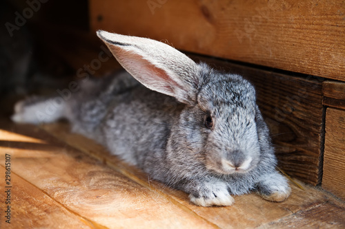 Funny bunny hid his ear and resting. Gray rabbit on wooden background. Shallow depth of field