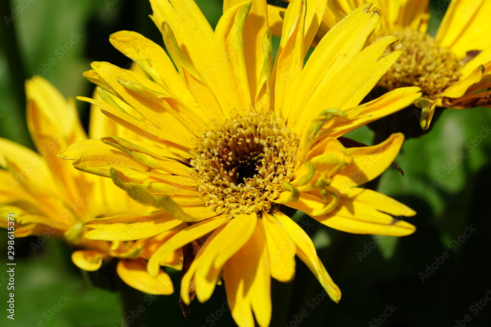 Close up of beautiful flower with nature background. The image contain certain grain or noise and soft focus. Close up of beautiful flower with nature background. The image contain certain grain or noise and soft focus.