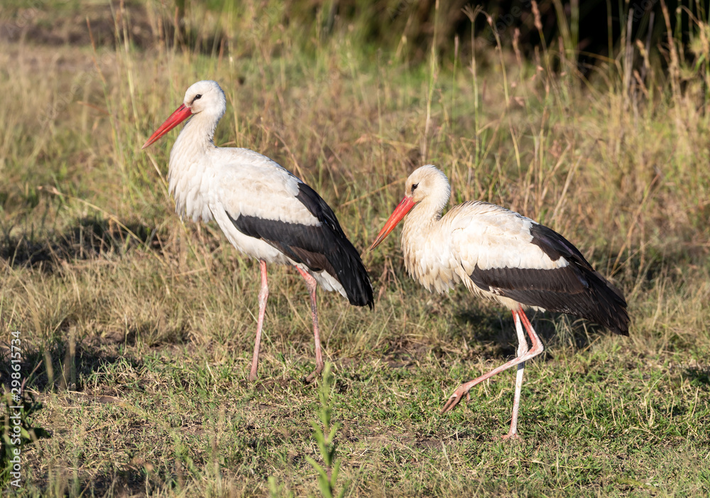 Two white storks walking in the grass of the Masai Mara